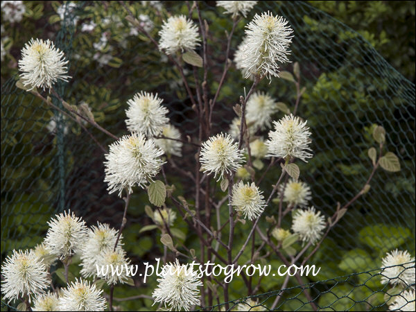 The white bottle brush like flowers emerge before the leaves. (April 23)